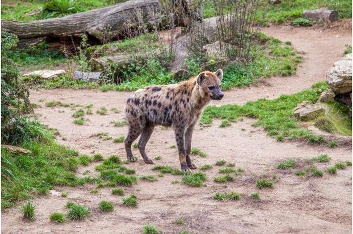 hyena-tutul-muncul-pertama-kali-dalam-5000-tahun.jpeg