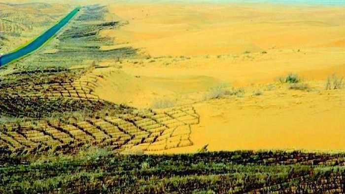 China Tanam 66 Miliar Pohon untuk Lawan Gurun, Hasil Penelitian Justru Mengejutkan