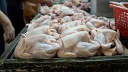Harga Ayam Naik di Sejumlah Daerah, Bapanas Siapkan Subsidi Ongkos Distribusi untuk Dukung MBG