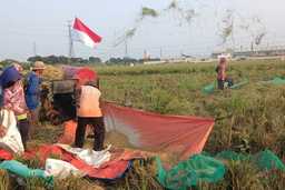 Kelestarian Lahan Pertanian Jakarta: Petani Harap Sisa Sawah di Rorotan Jakut Dijadikan Lahan Abadi