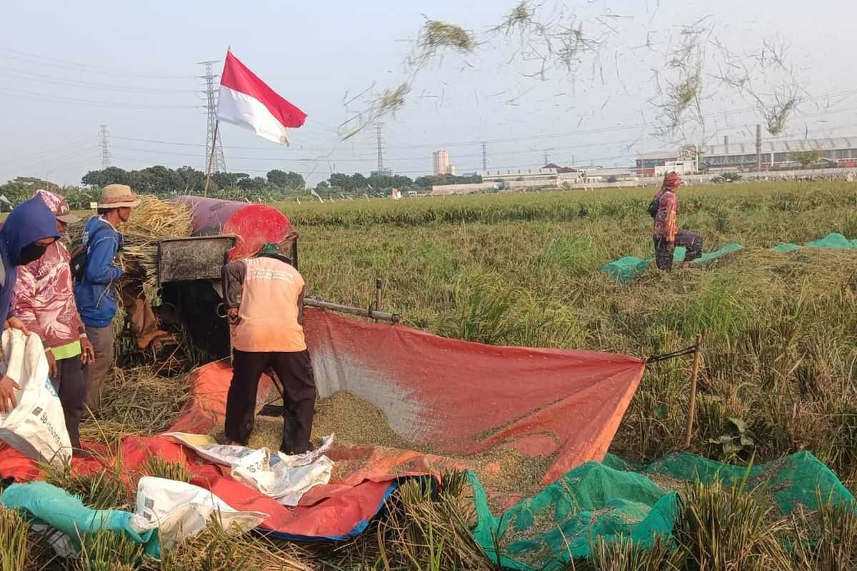 Kelestarian Lahan Pertanian Jakarta: Petani Harap Sisa Sawah di Rorotan Jakut Dijadikan Lahan Abadi